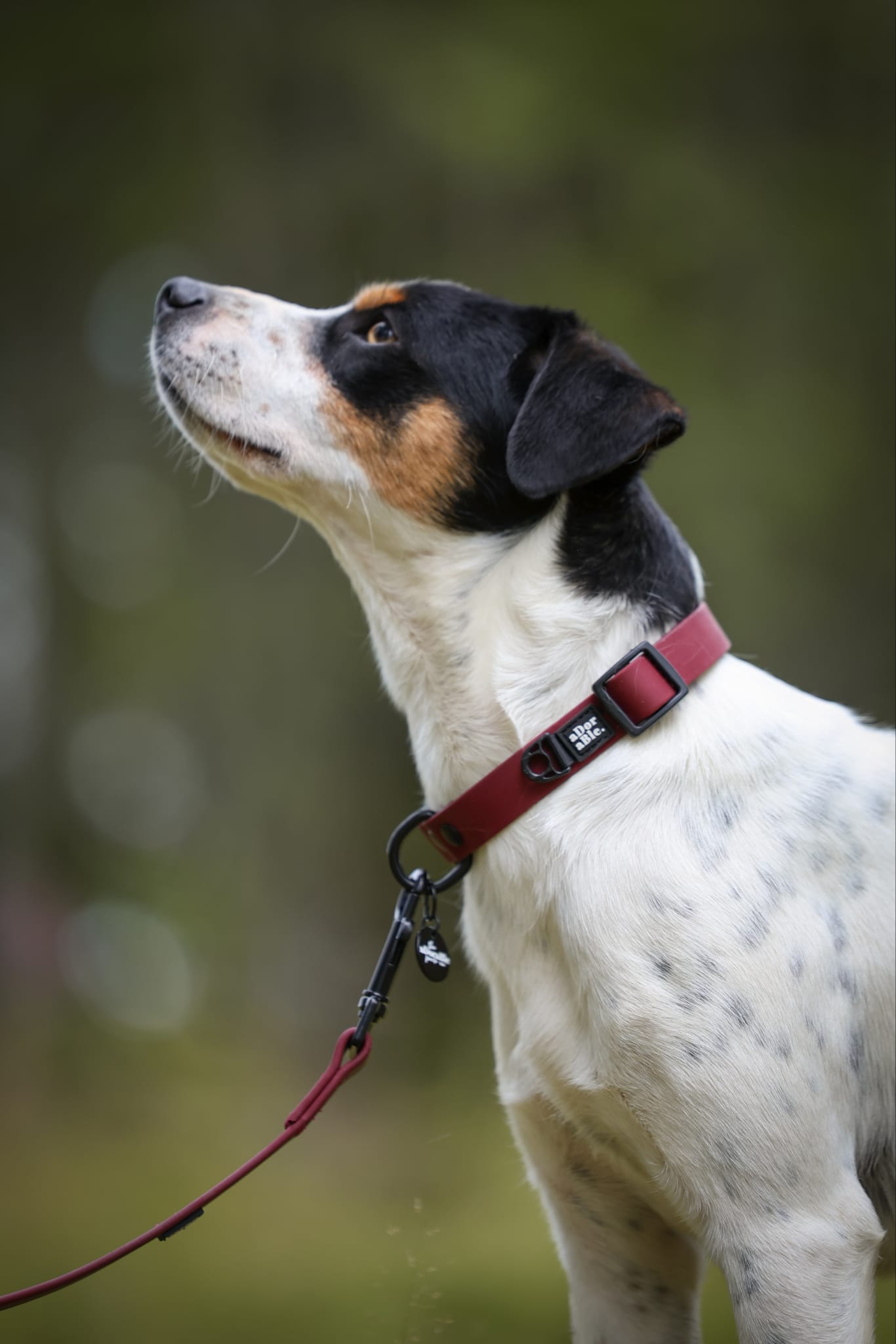 HydroFlex Lite™ Dog Collar - Merlot