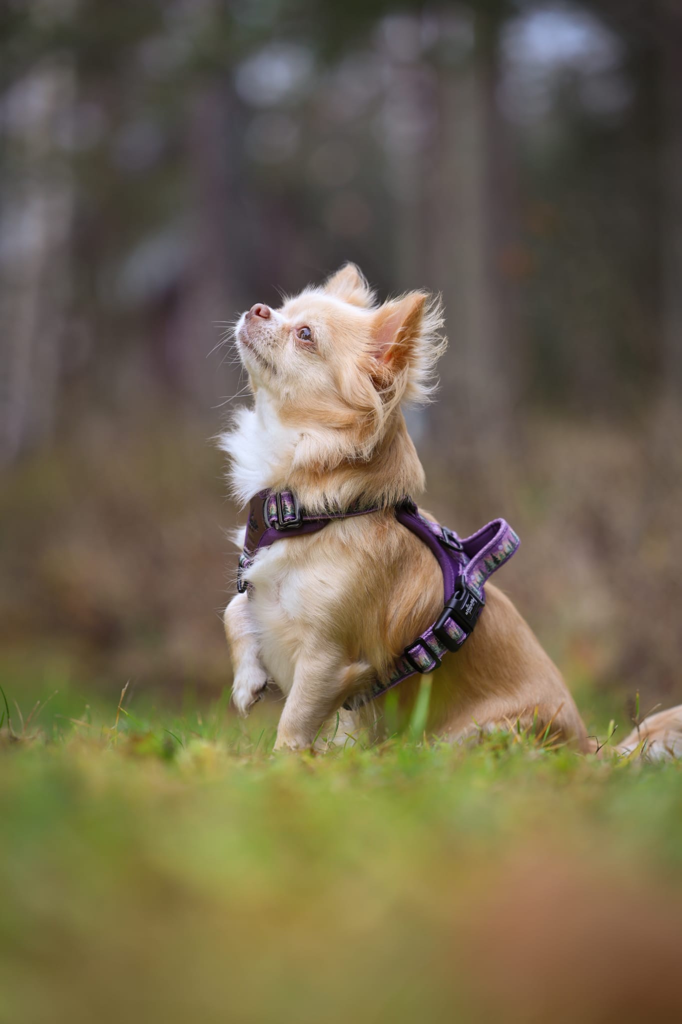 Streamline Pro™ Dog Harness - Moonlit Pines