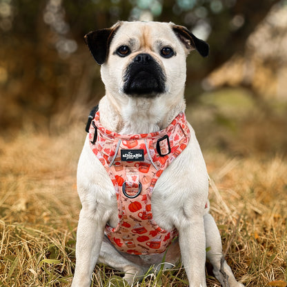 Hike & Go Lite™ Harness - Pumpkin Harvest