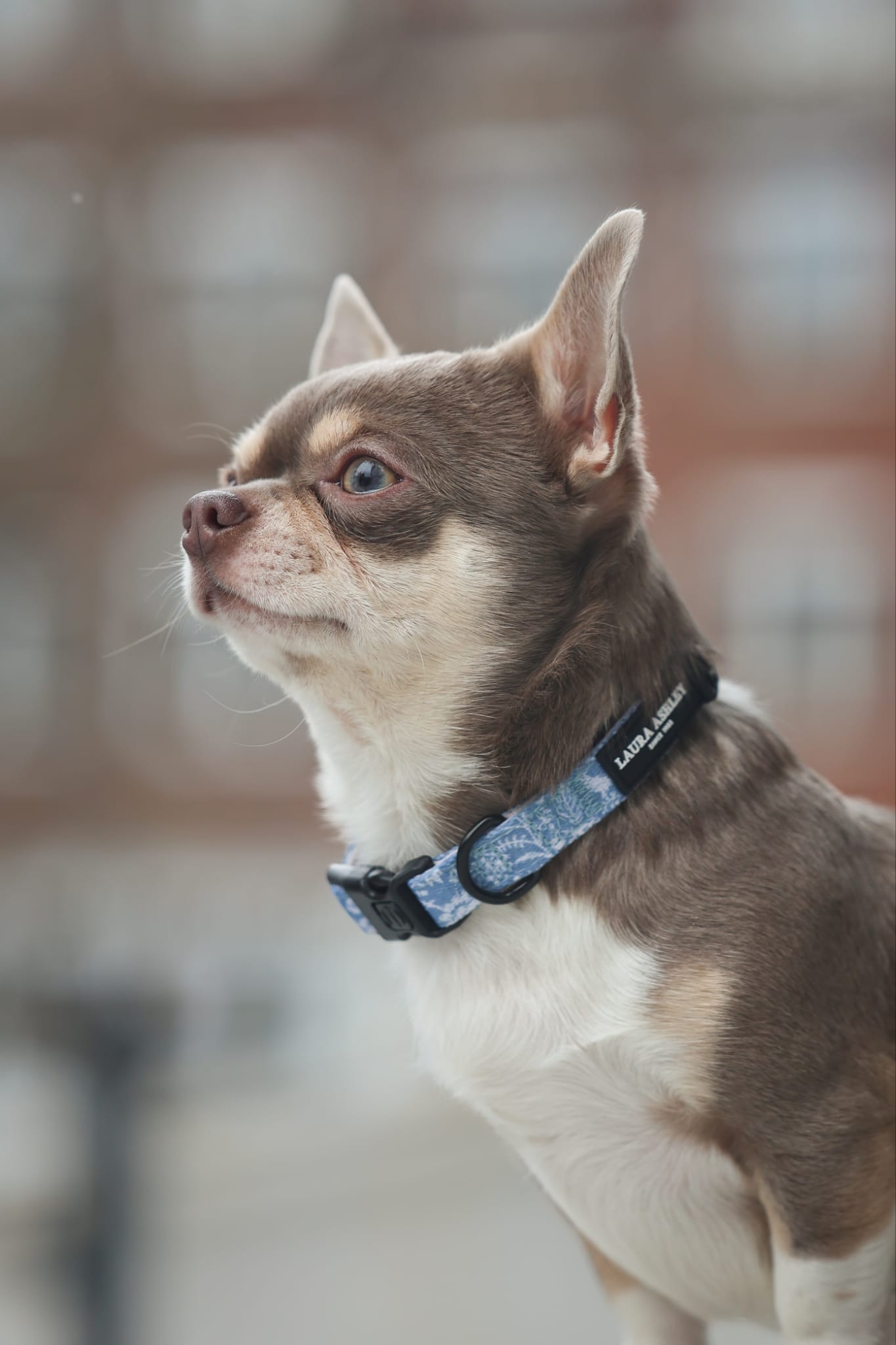 Laura Ashley Dog Collar - Shepherd's Purse