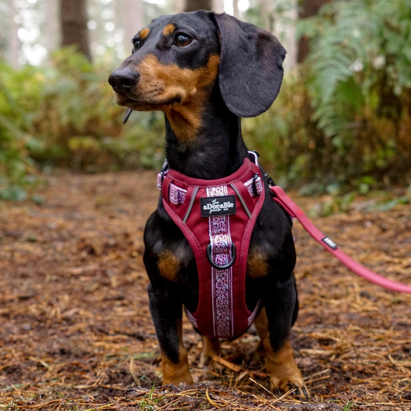 Hike & Go™ Harness - Cherrywood Ivy