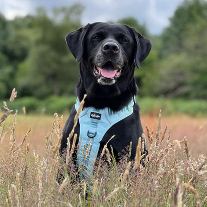 Hike & Go™ Harness - Hint Of Mint