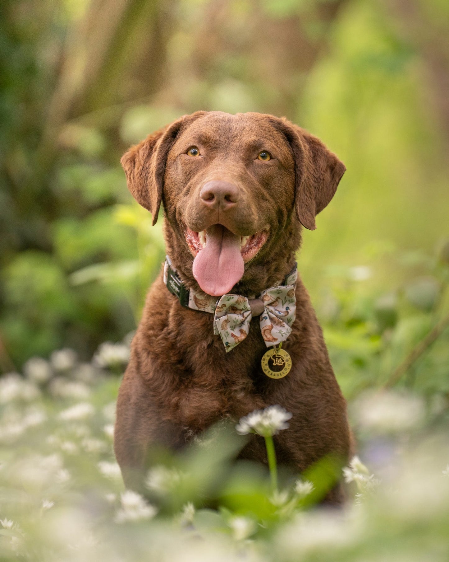Dog Sailor Bow Tie - Cotswold Cottage