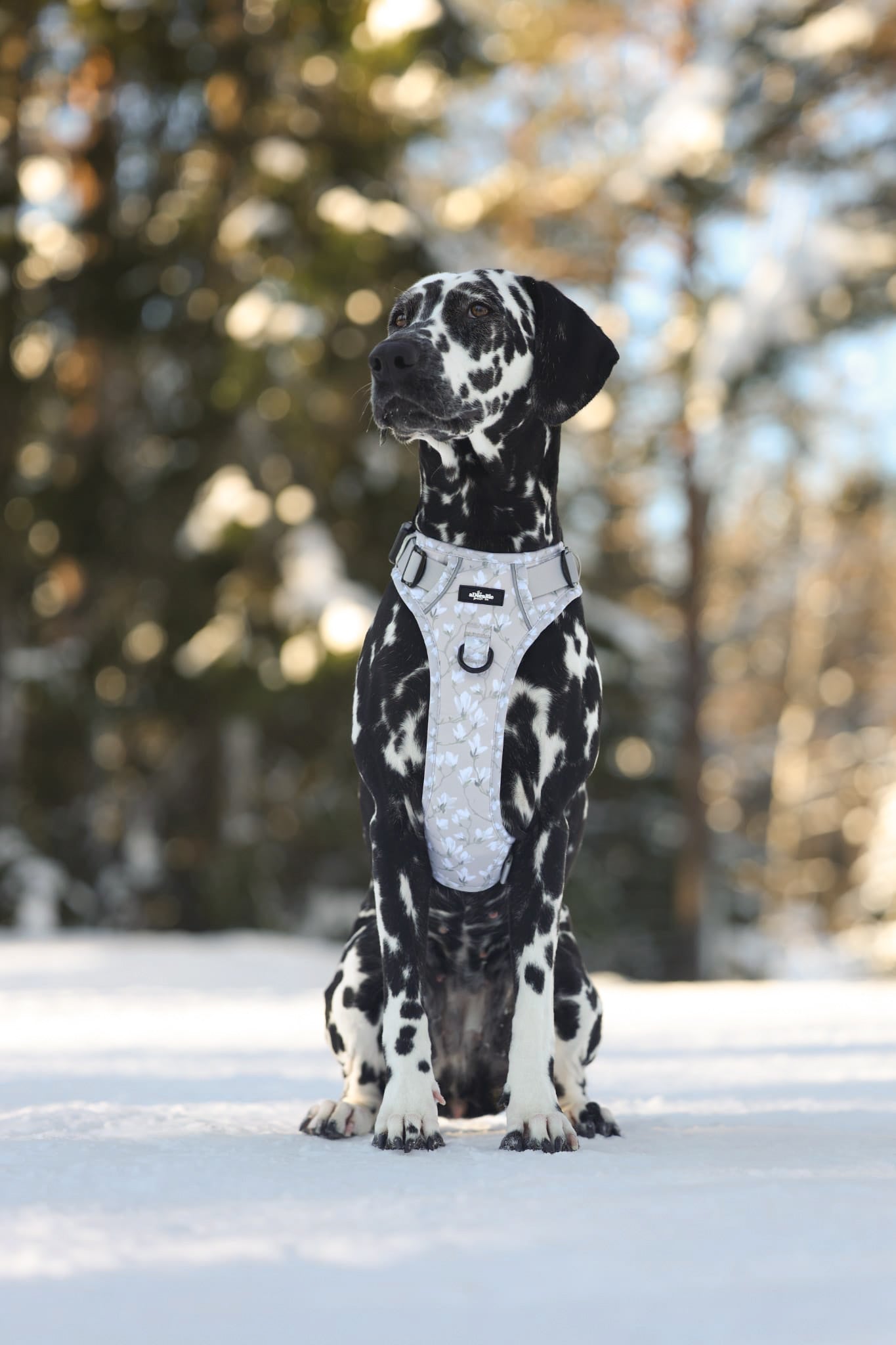 Laura Ashley Dog Harness - Magnolia Grove