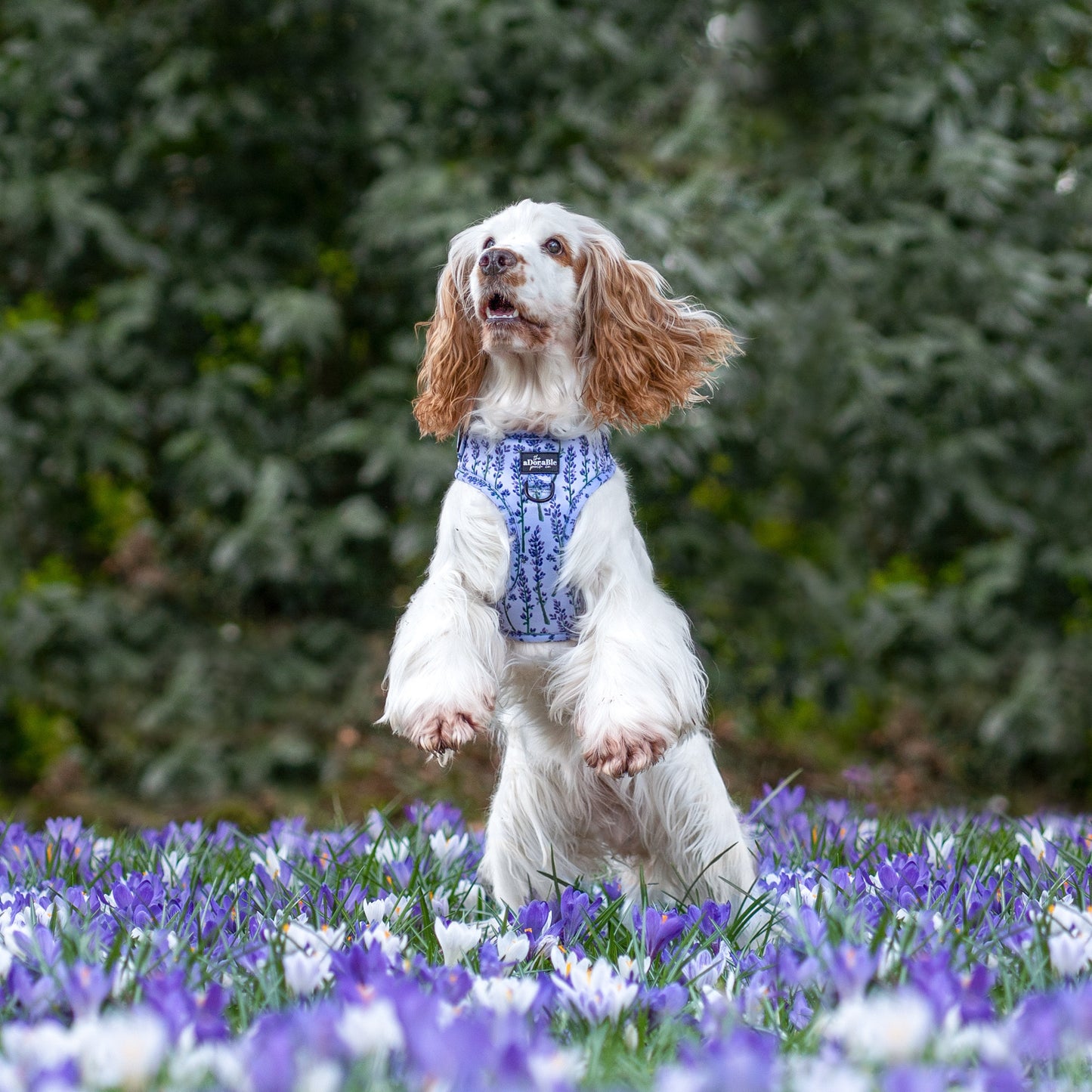Adjustable Harness - Lavender Haze - XS - SECONDS