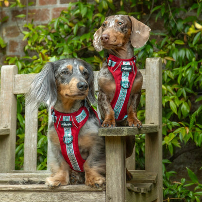 Hike & Go™ Harness - Garlands Of Evergreen