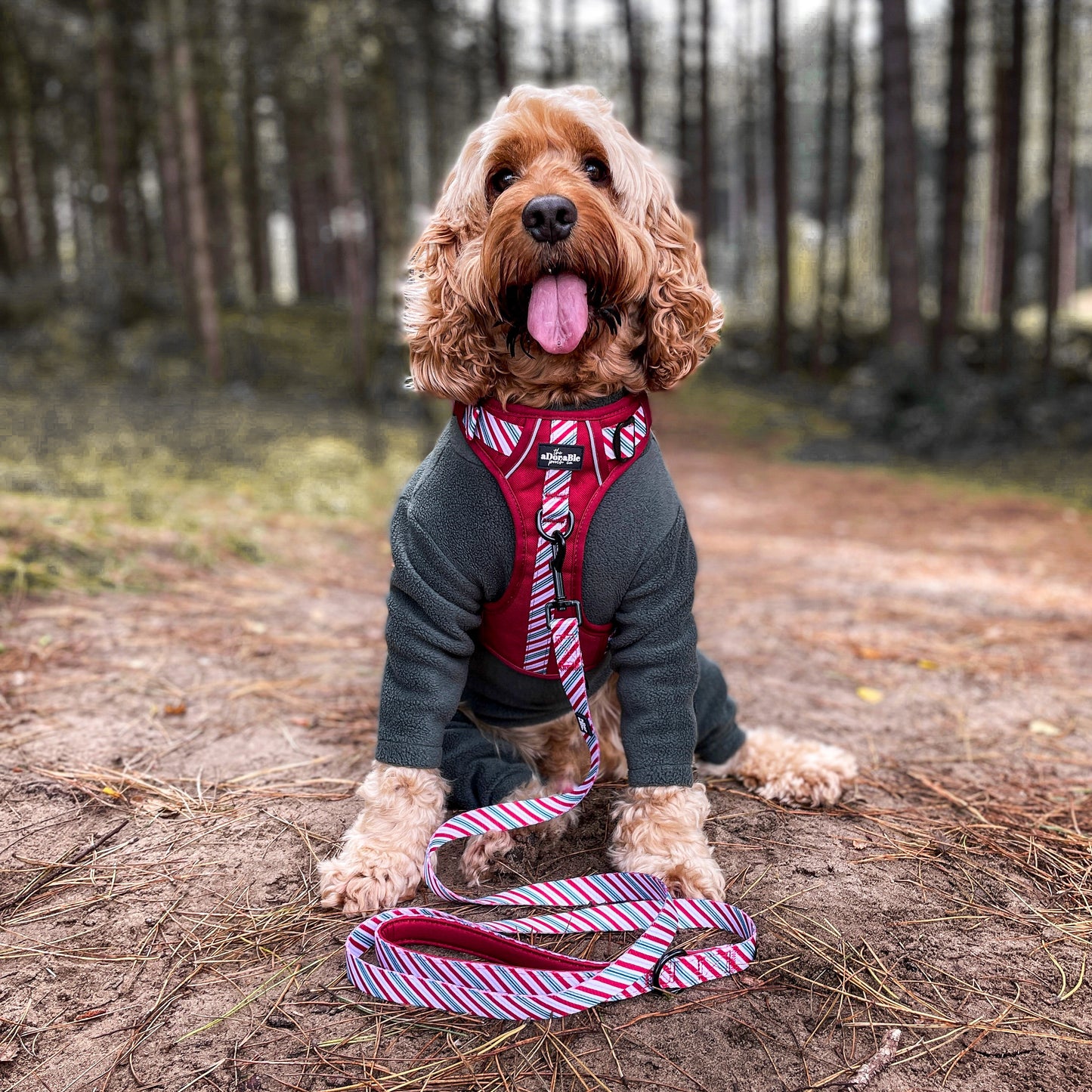 Hike & Go™ Harness - Candy Cane Swirl