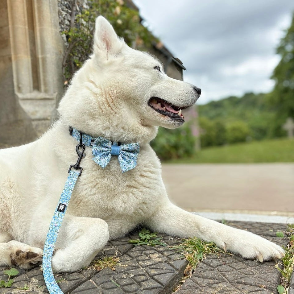 Dog Sailor Bow Tie - Flourishing Forget-Me-Nots