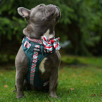 Hike & Go™ Harness - Candy Cane Forest