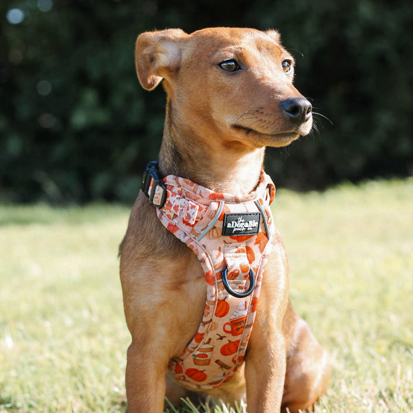 Hike & Go Lite™ Harness - Pumpkin Harvest