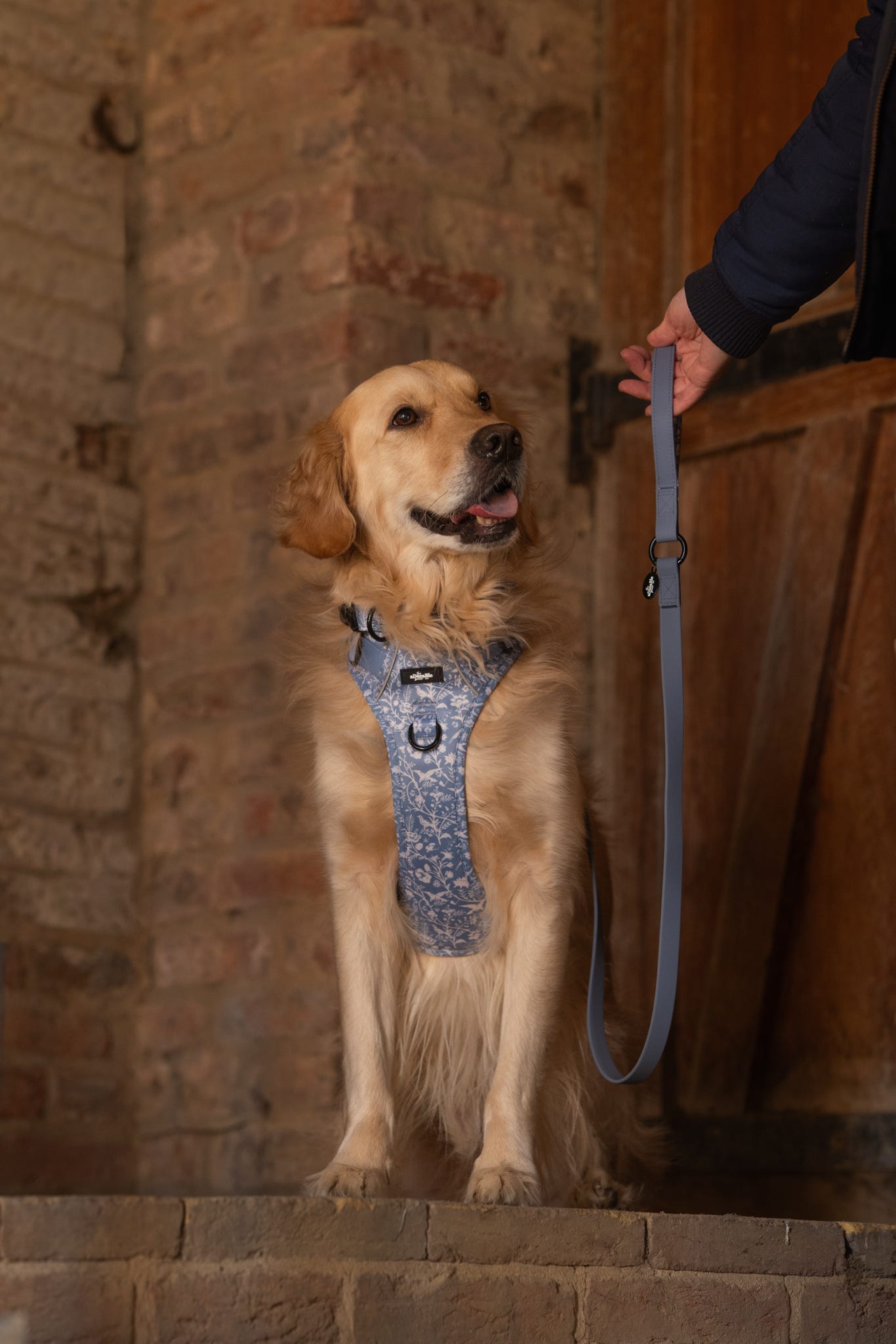 Laura Ashley Dog Harness - Shepherd's Purse