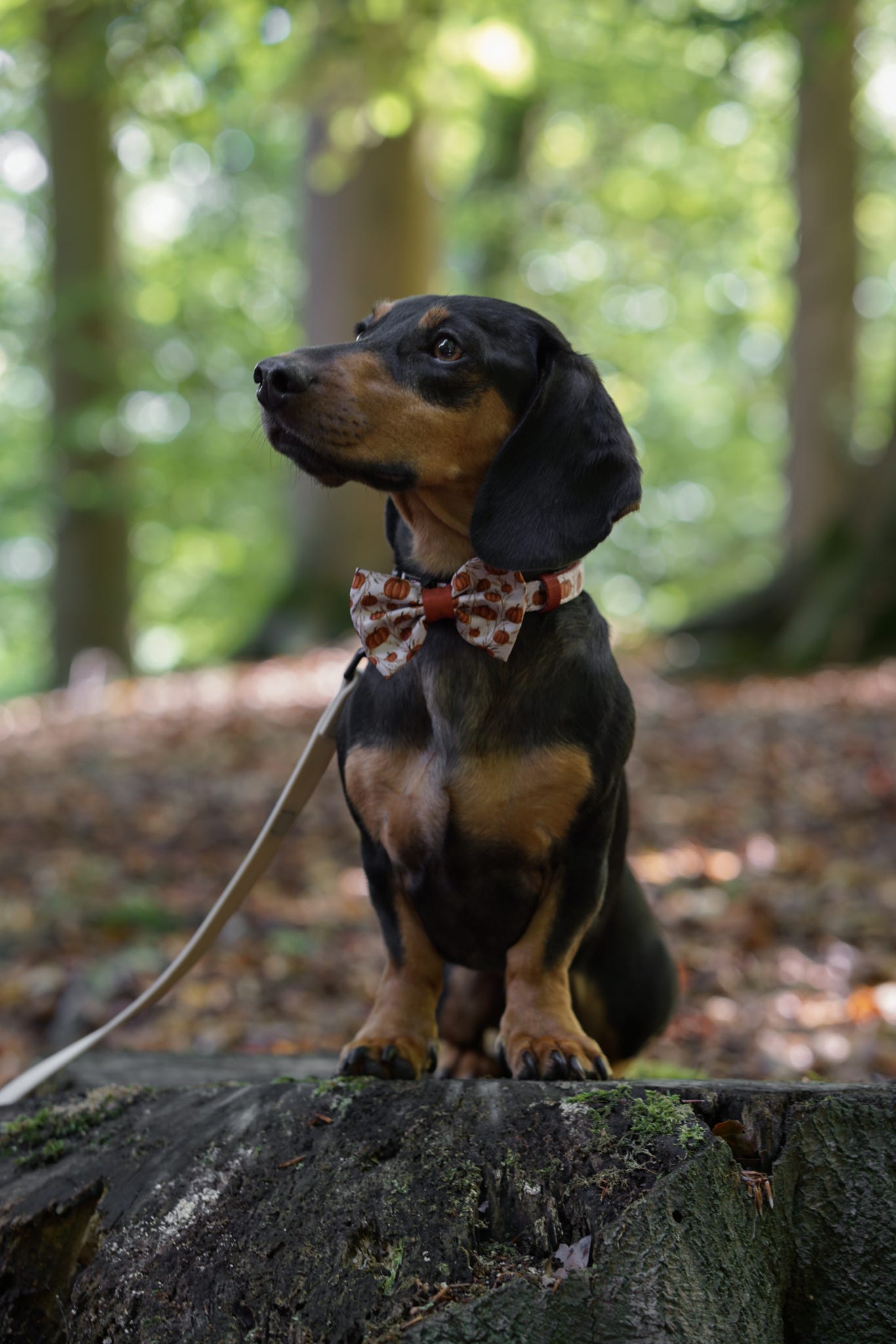 Bow Tie - Pumpkin Farm
