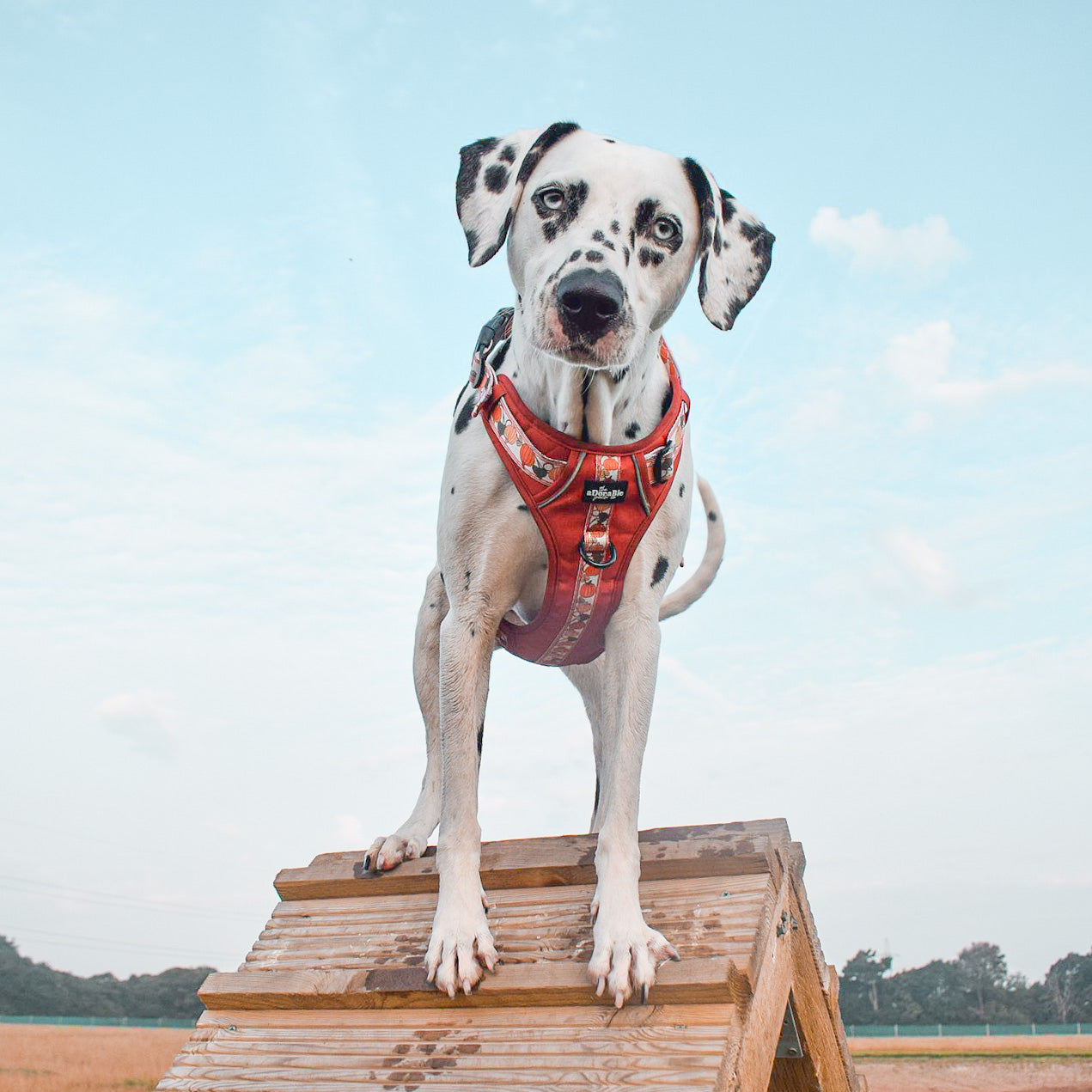 Hike & Go™ Harness - Pumpkin Fields