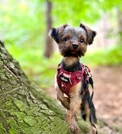 Hike & Go Lite™ Harness - Winter Fawn