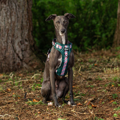 Hike & Go™ Harness - Candy Cane Forest