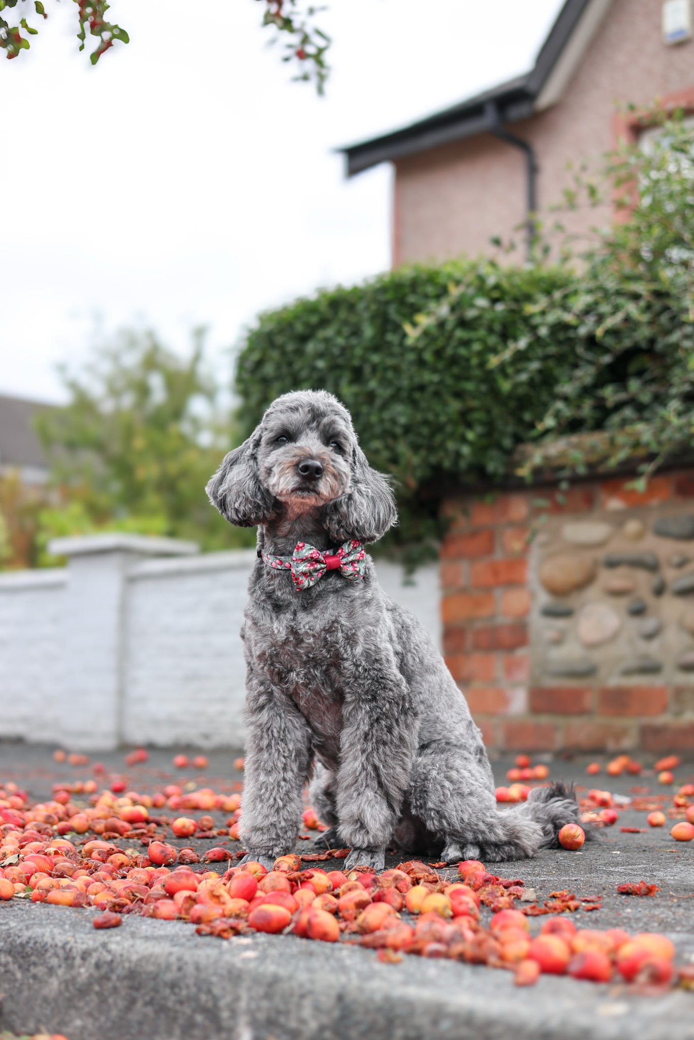 Bow Tie - Crab Apple Cottage
