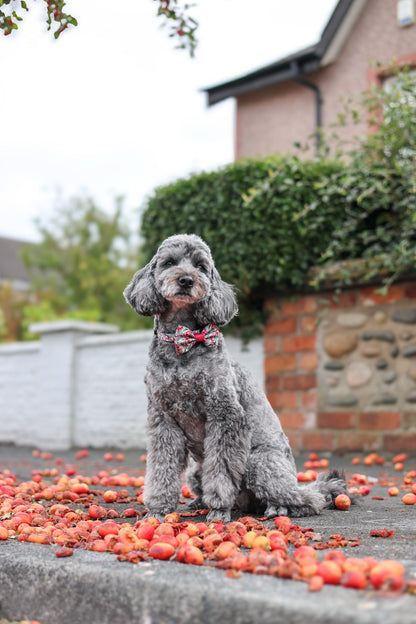 Bow Tie - Crab Apple Cottage