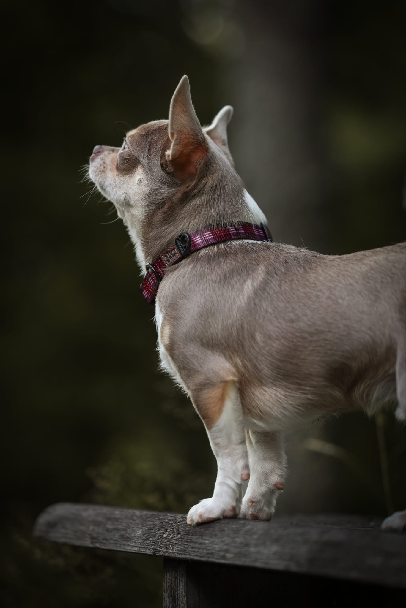 Heritage Collar - Merlot Manor