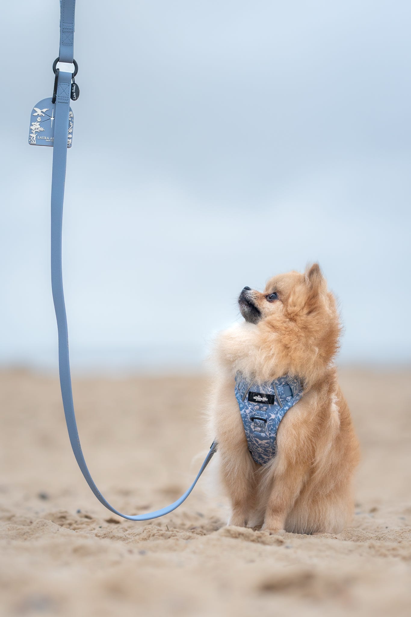 Dog on a powder blue waterproof lead standing on a sandy beach with a clear sky.