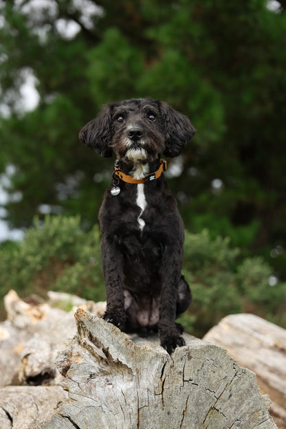 HydroFlex Lite™ Dog Collar - Gingerbread