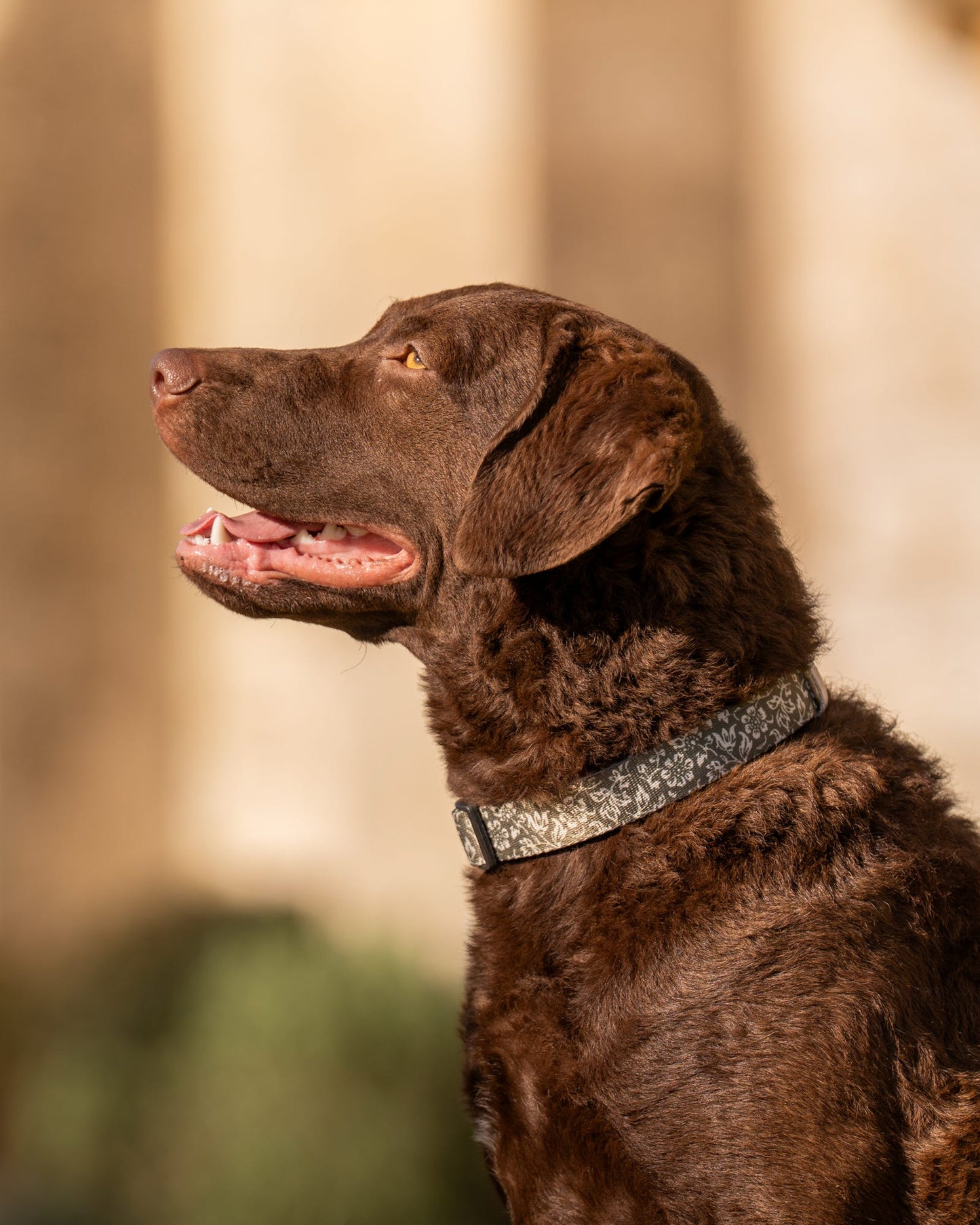 Laura Ashley Dog Collar - Sweet Alyssum