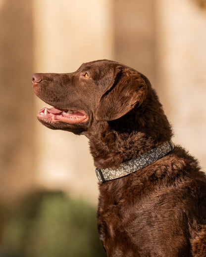 Laura Ashley Dog Collar - Sweet Alyssum