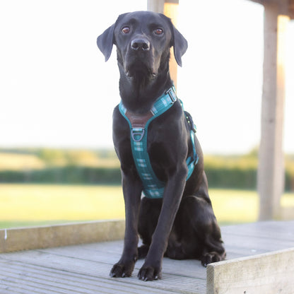 Streamline Pro™ Dog Harness - Heritage Collection - Pheasant Green