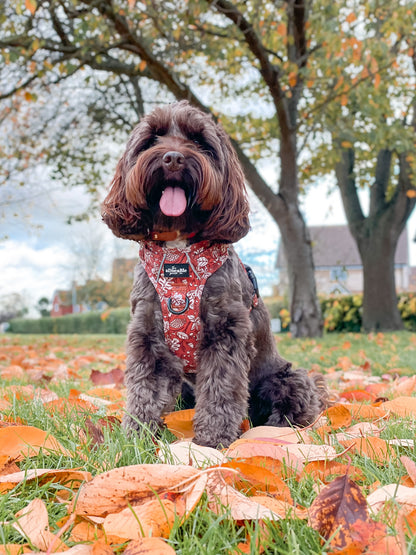 Hike & Go™ Harness - Falling For You