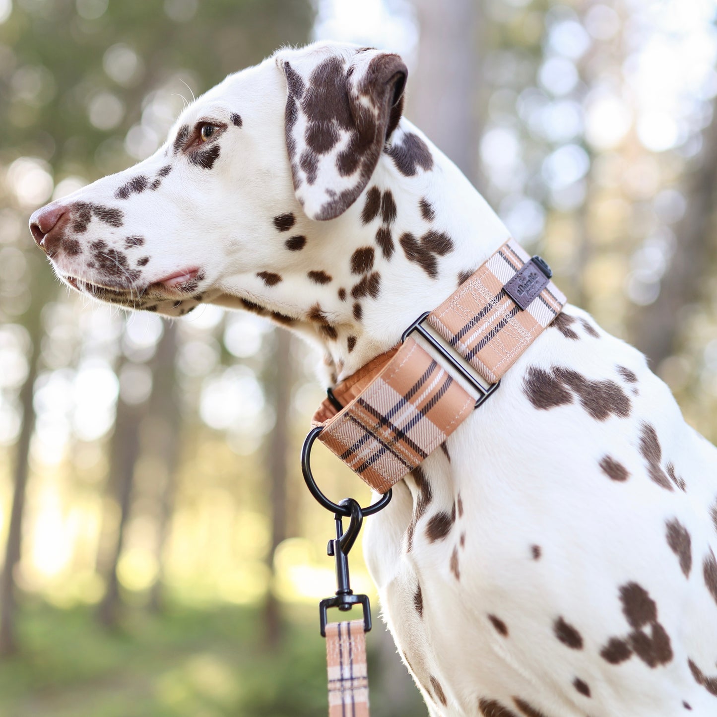 Heritage Martingale Collar - Butterscotch Biscuit