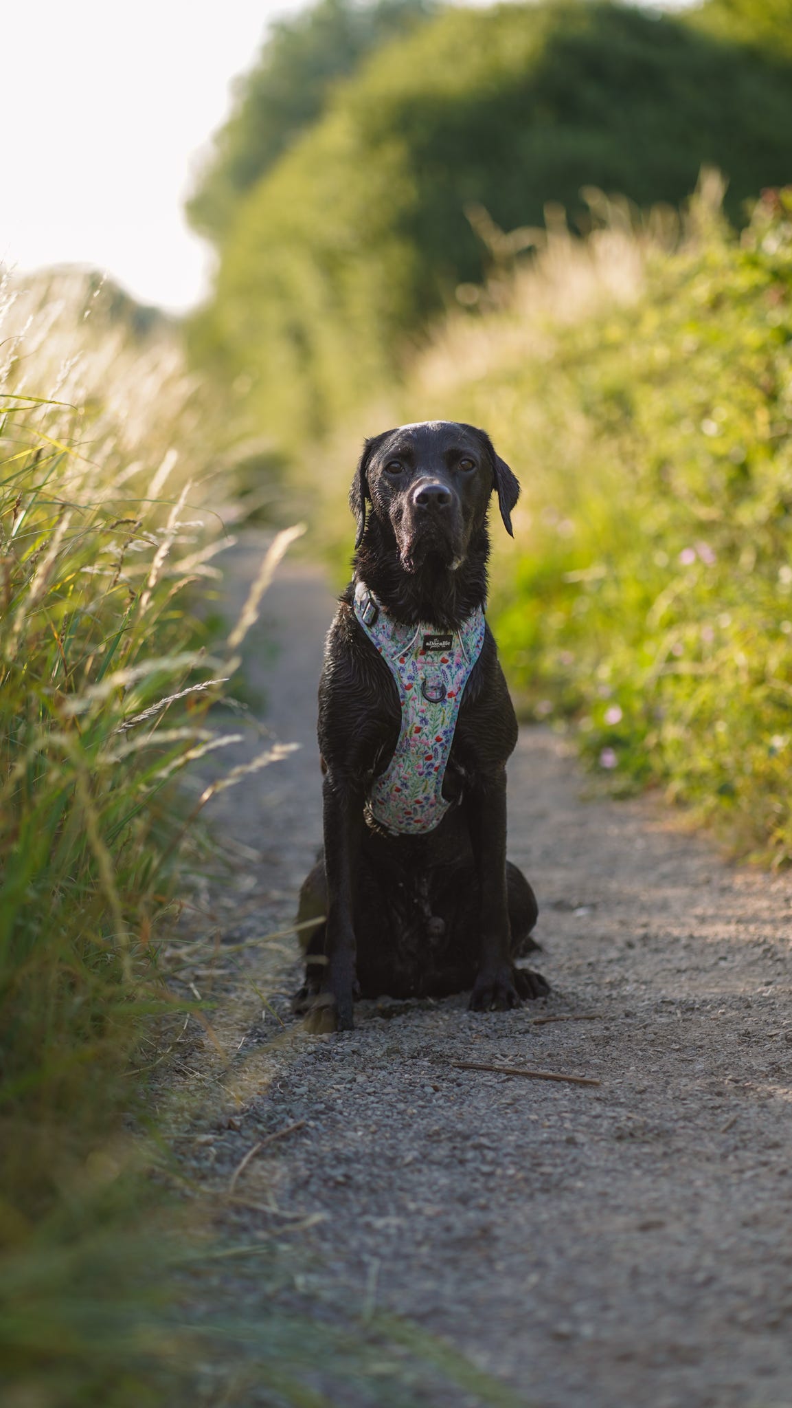 Hike & Go Lite™ Harness - Wildflower Meadow