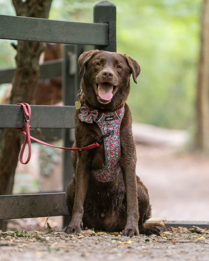 Hike & Go™ Harness - Crab Apple Cottage