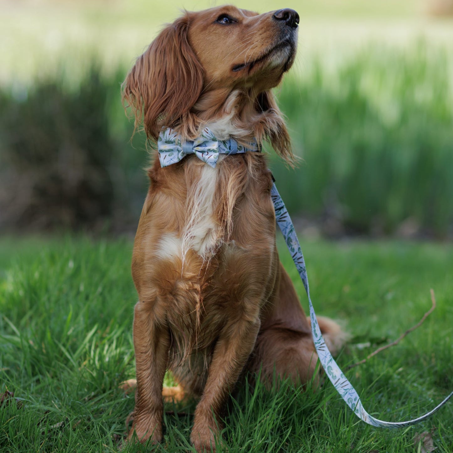 Fabric Dog Lead - Willow Waters