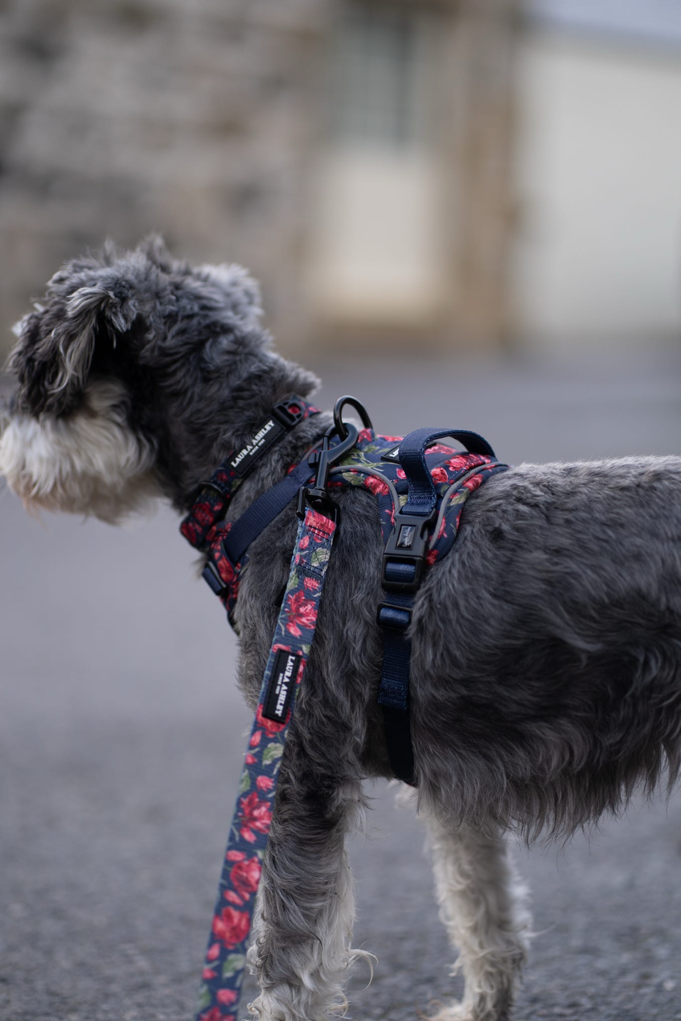 Laura Ashley Dog Harness - Gosford Meadow
