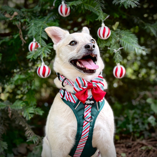 Hike & Go™ Harness - Candy Cane Forest