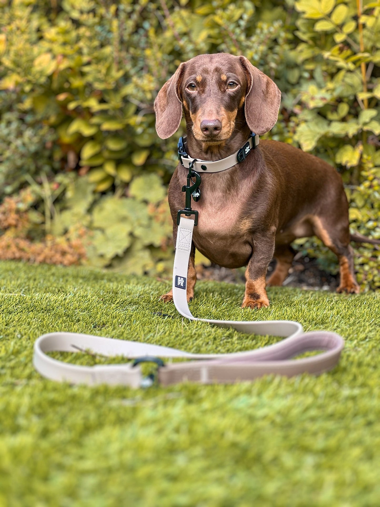 HydroFlex Lite™ Dog Collar - Stone