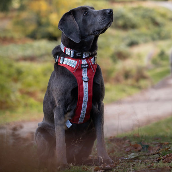 Hike & Go™ Harness - Garlands Of Evergreen