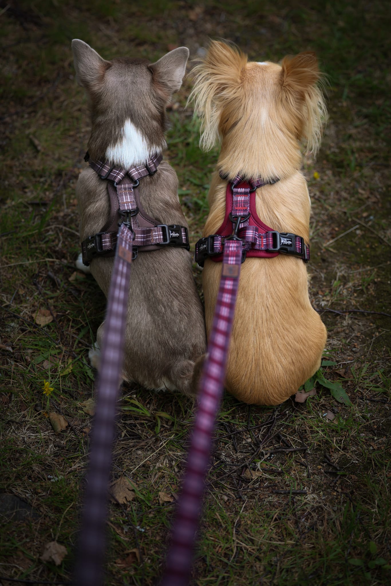 Heritage Lead - Truffle Brown