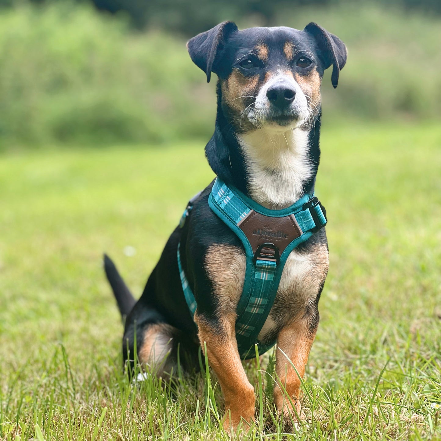 Streamline Pro™ Dog Harness - Heritage Collection - Pheasant Green