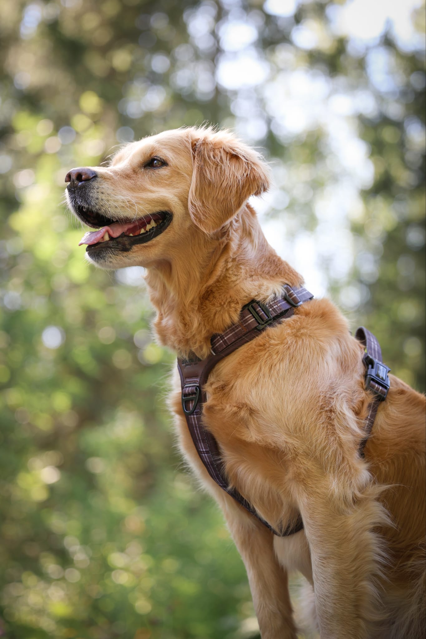 Streamline Pro™ Dog Harness - Heritage Collection - Truffle Brown