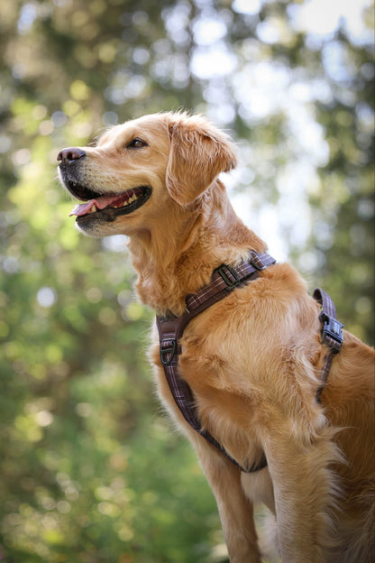 Streamline Pro™ Dog Harness - Heritage Collection - Truffle Brown