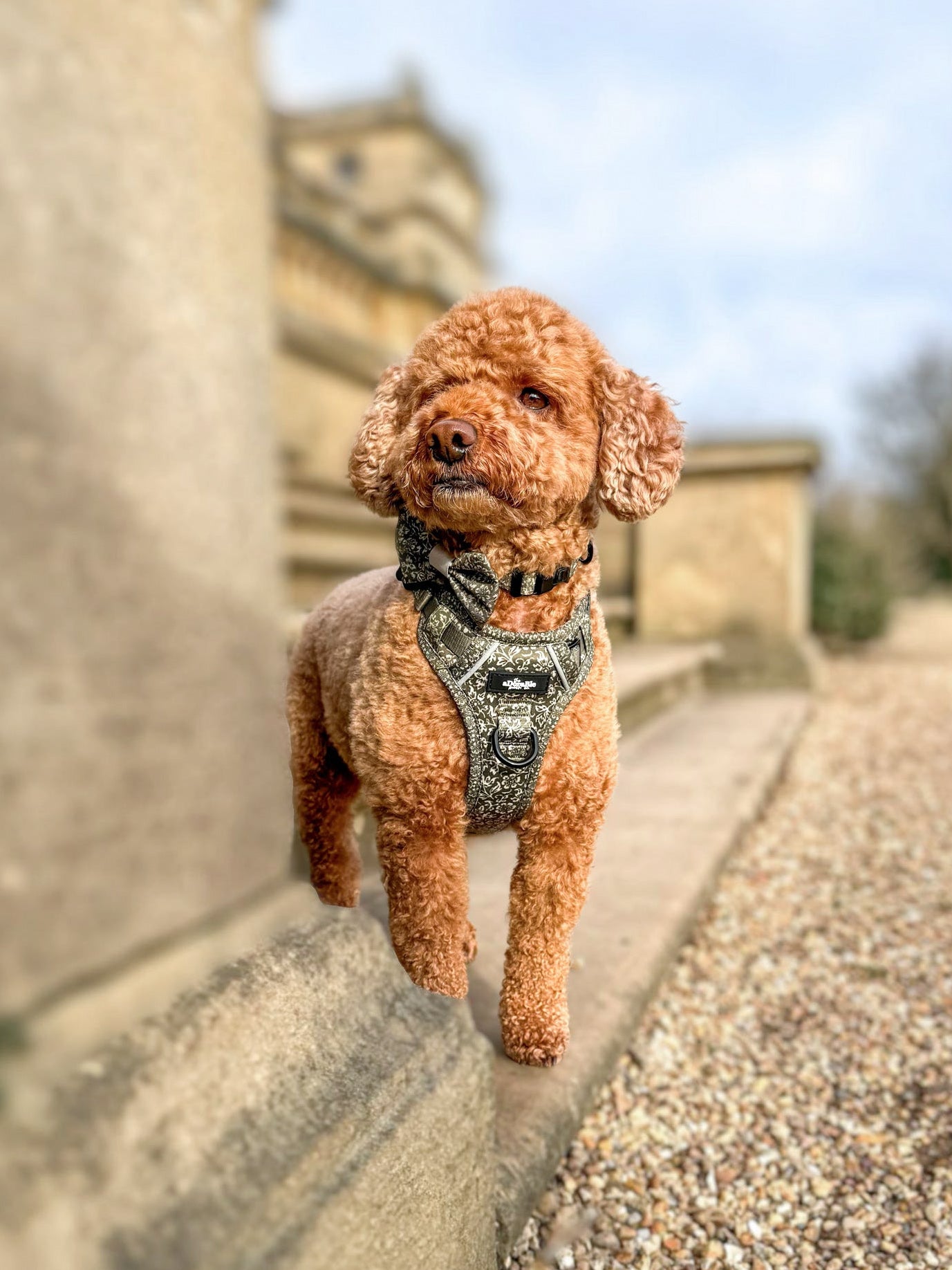 Laura Ashley Dog Harness - Sweet Alyssum