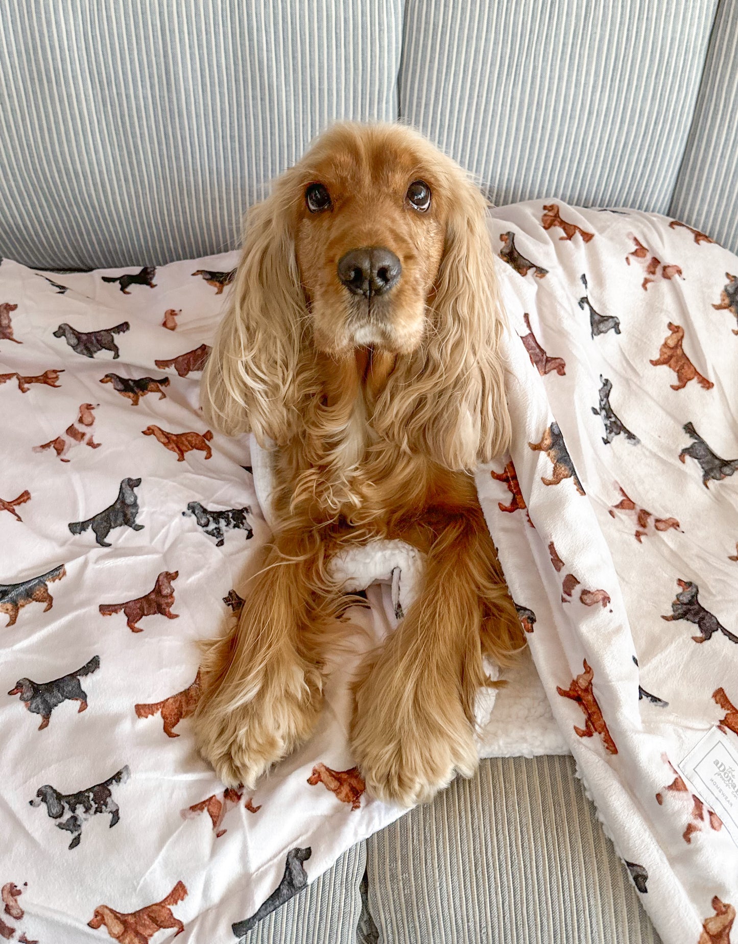 Supersize Soft Blanket - Watercolour Cocker Spaniels