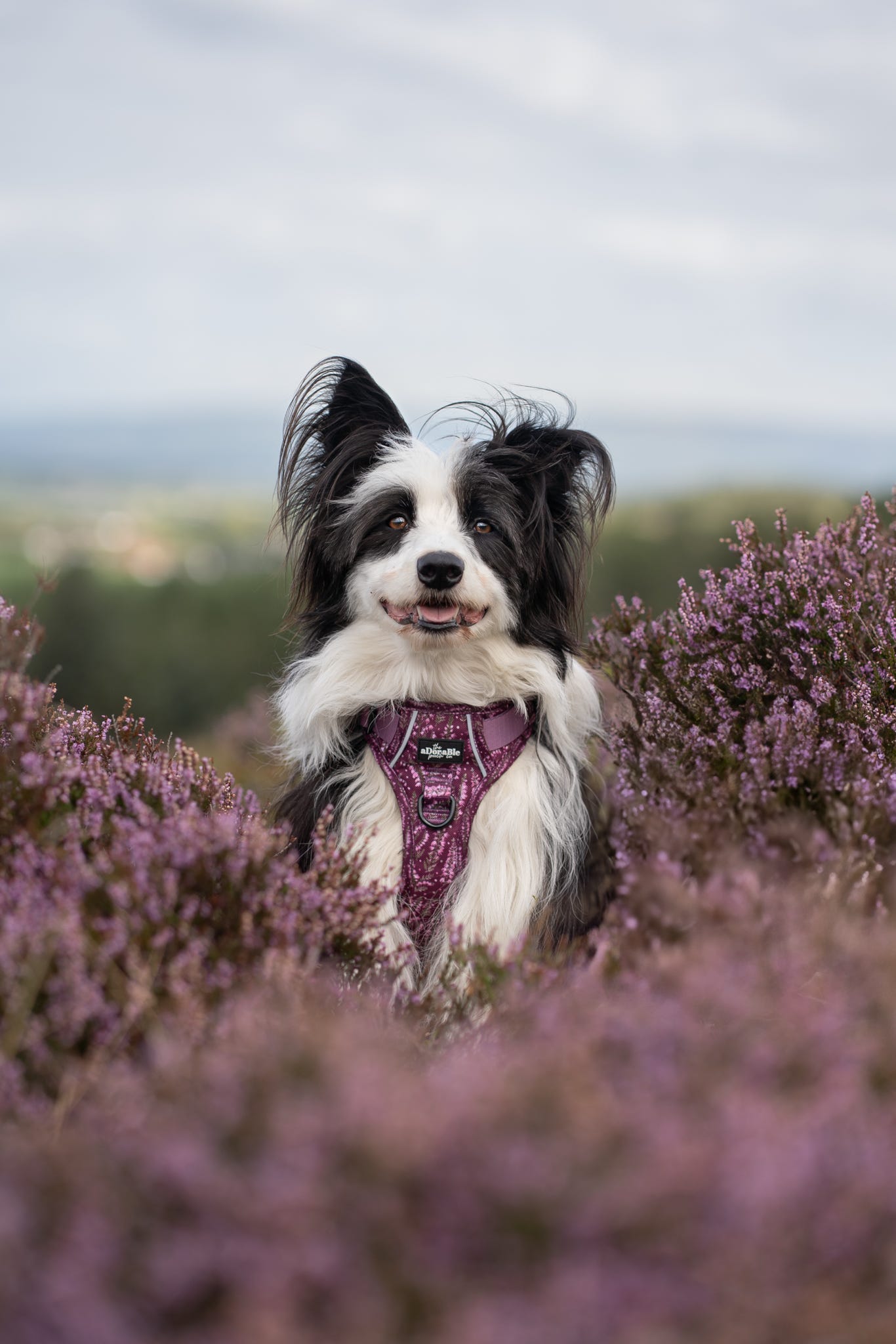 Hike & Go™ Harness - Highland Heather