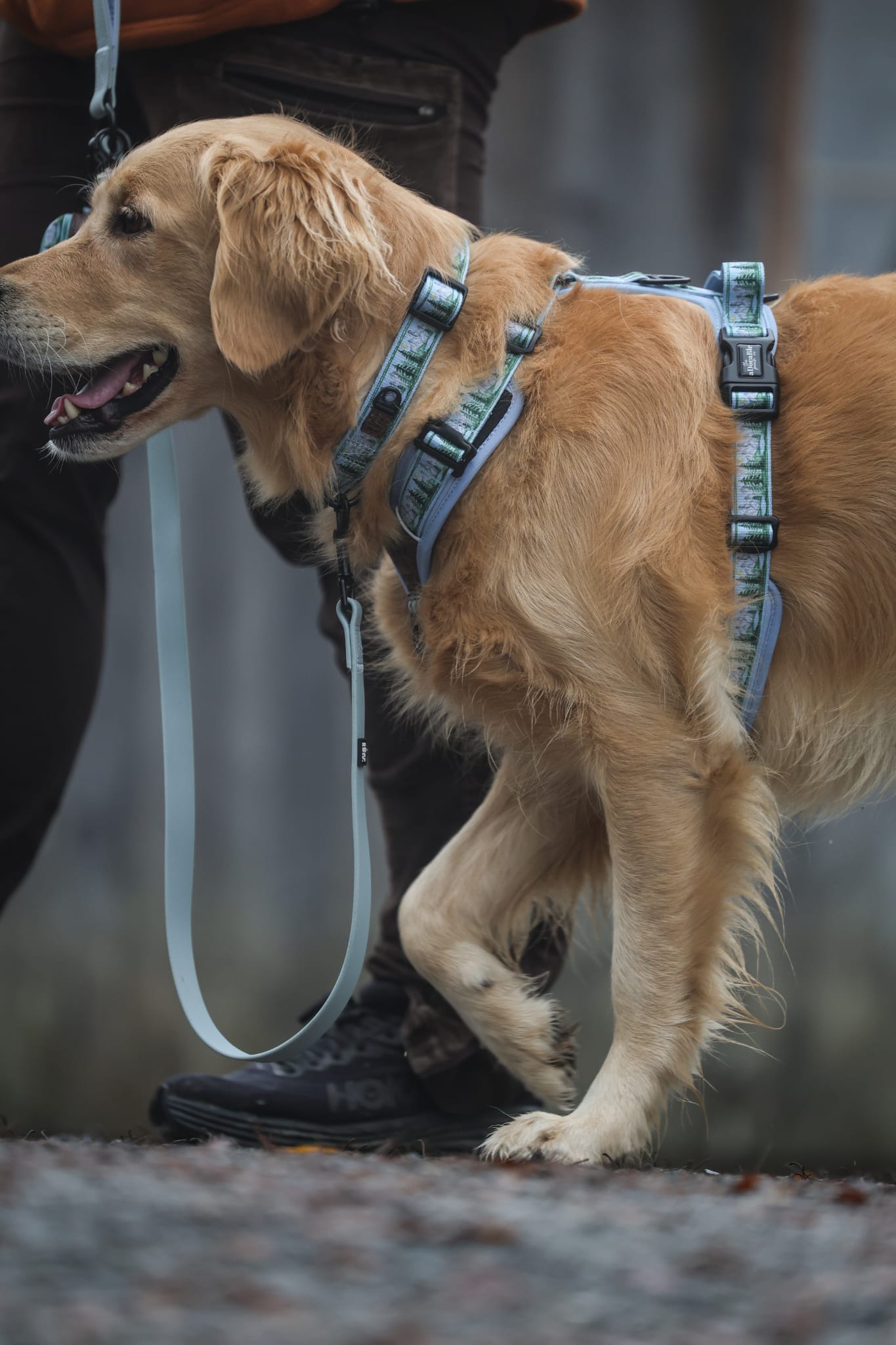 Collar - Daydream Heights