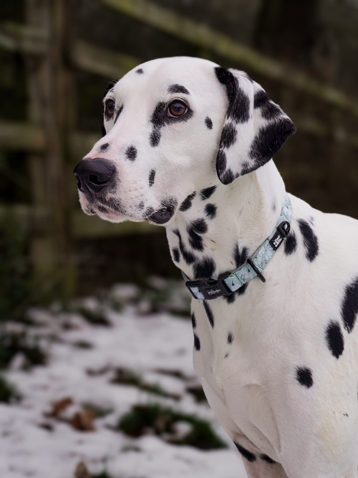 Dog Collar - Silent Snowdrops