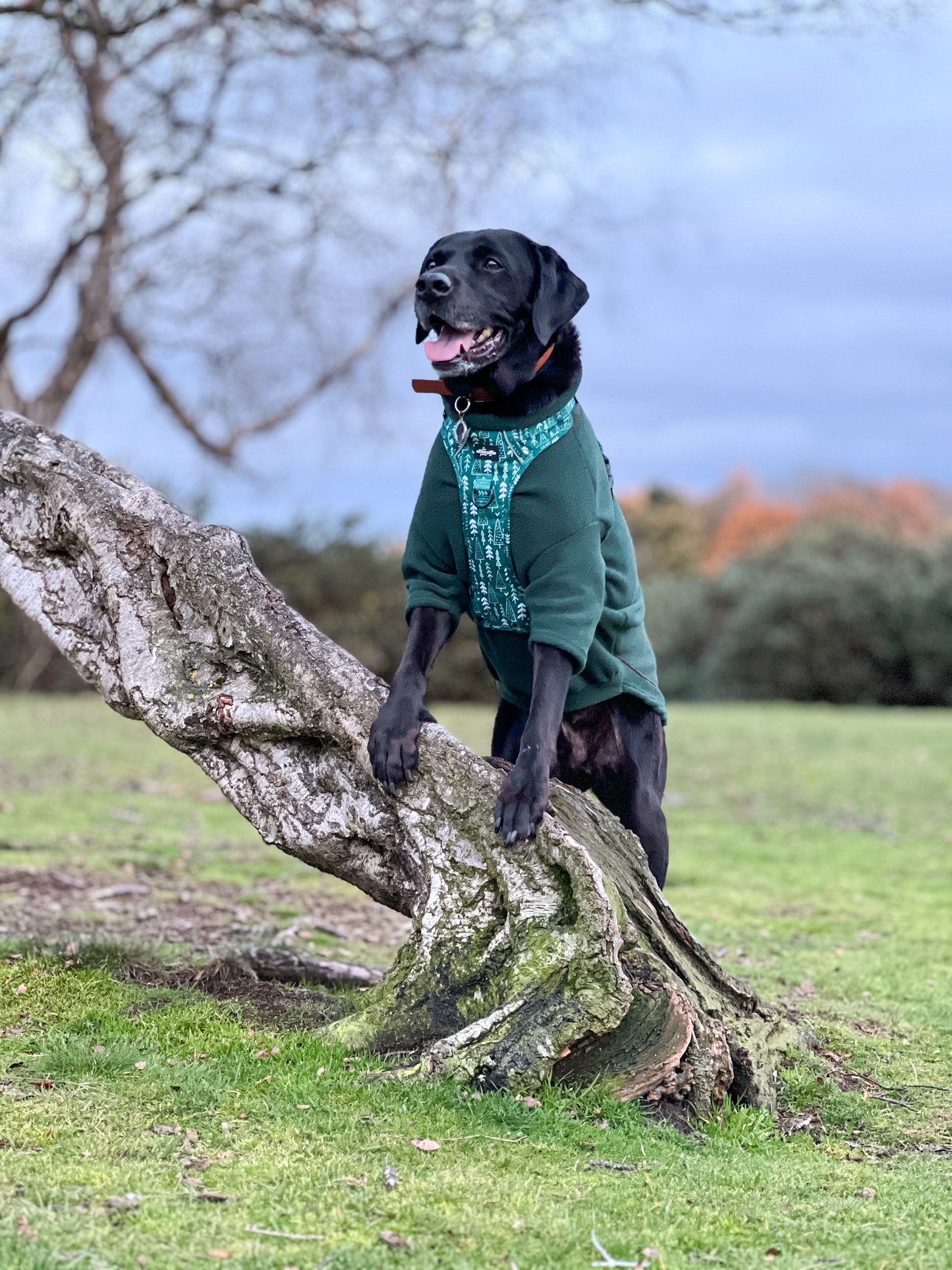 Hike & Go™ Harness - Woodland Walks