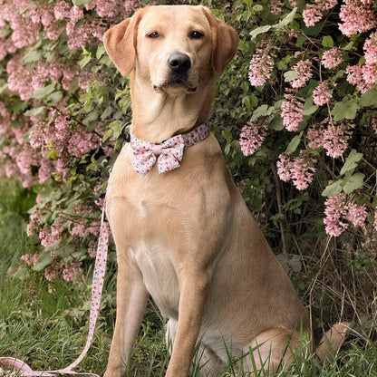 Dog sitting in front of pink flowers wearing a floral collar and lead.