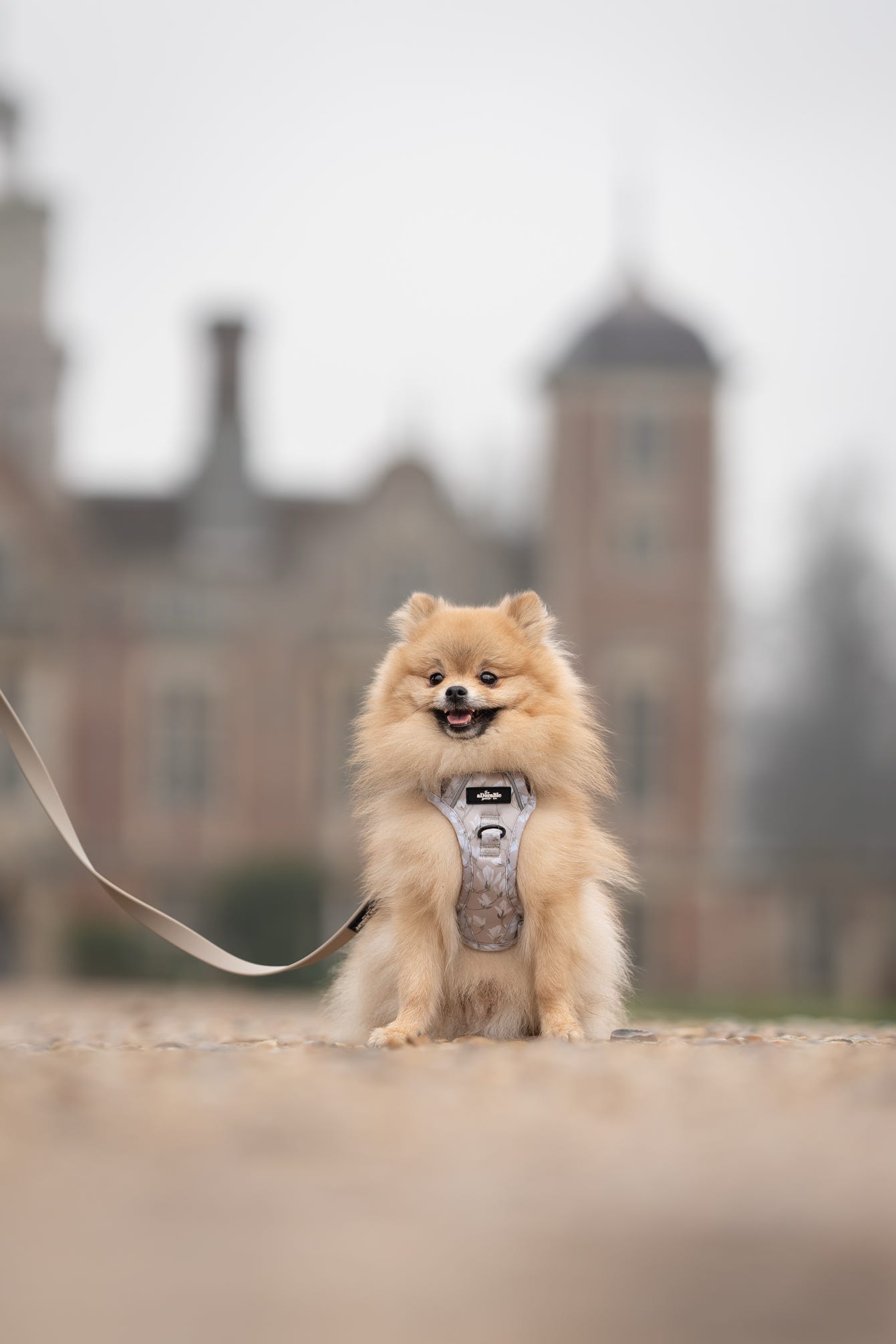 Laura Ashley Dog Harness - Magnolia Grove