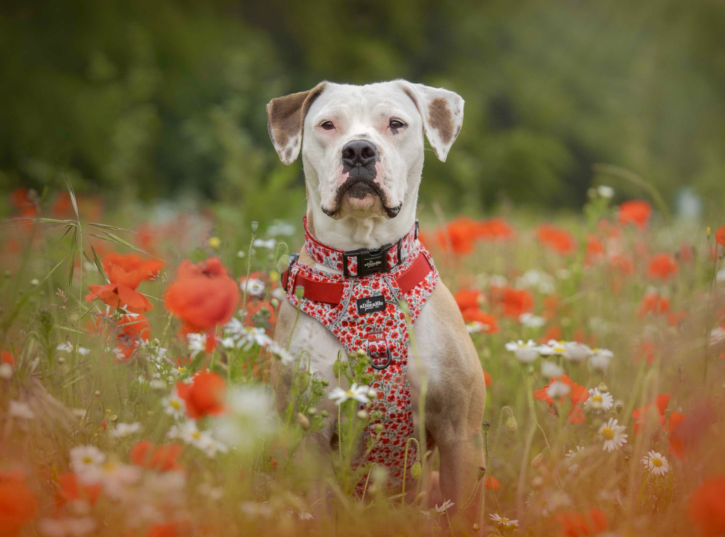 Hike & Go™ Harness - Painted Poppies