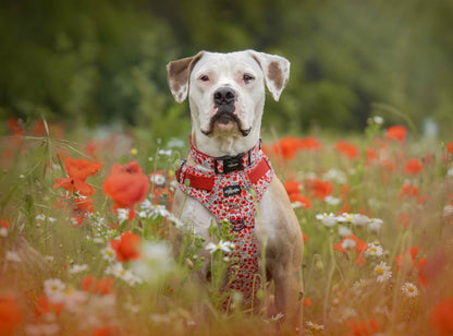 Hike & Go™ Harness - Painted Poppies